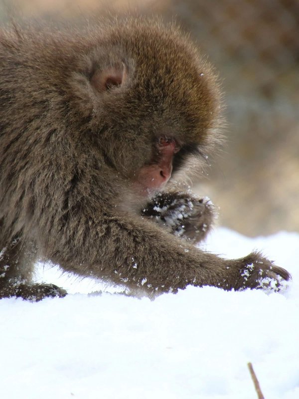 What are the safest ways to forage for food while camping in the UK?